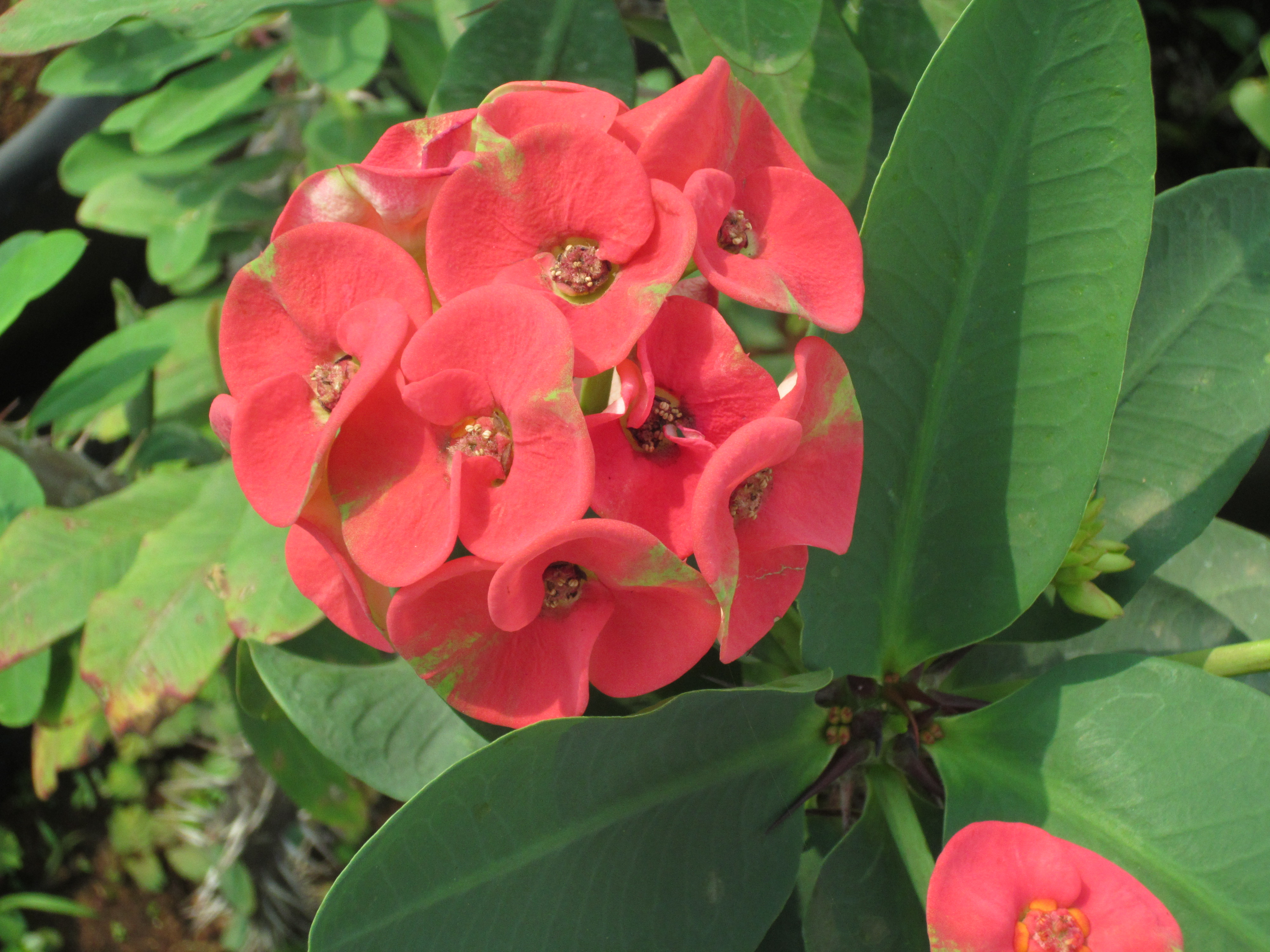 EUPHORBIA An ornamental  plant  which requires less water 